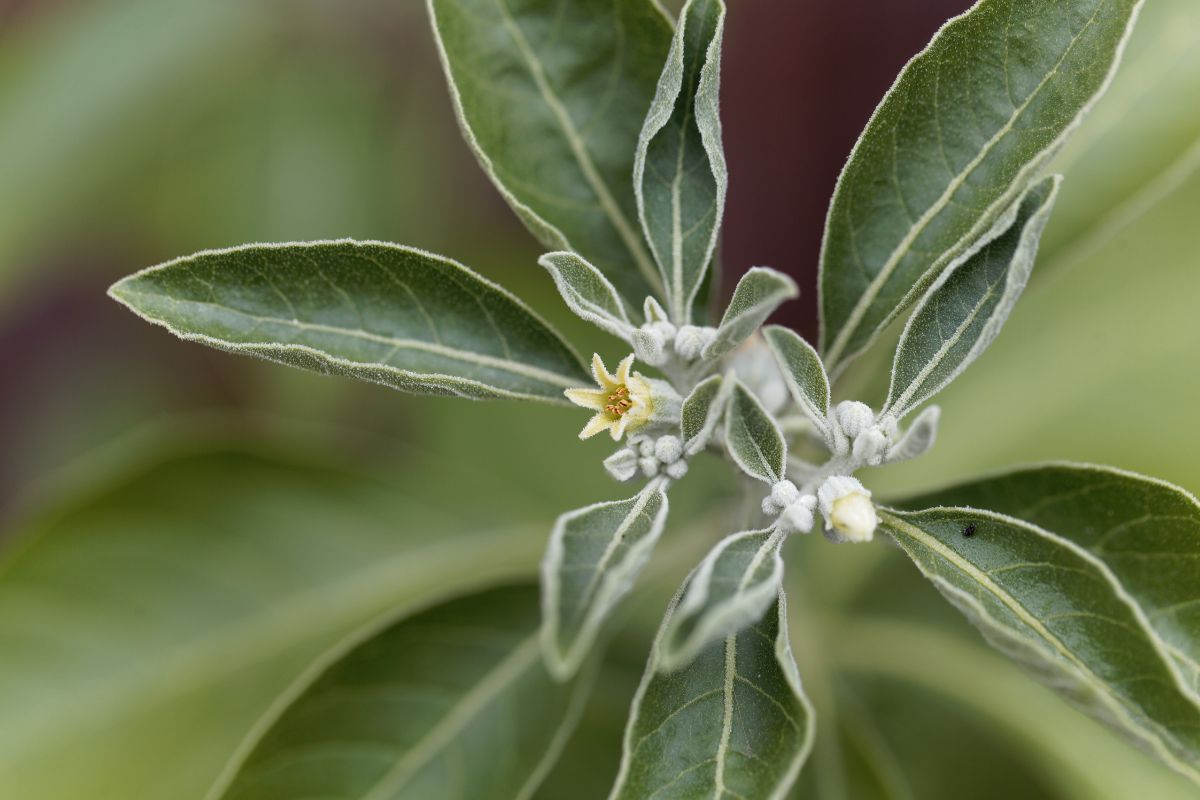 Adaptogenic Benefits of Ashwagandha