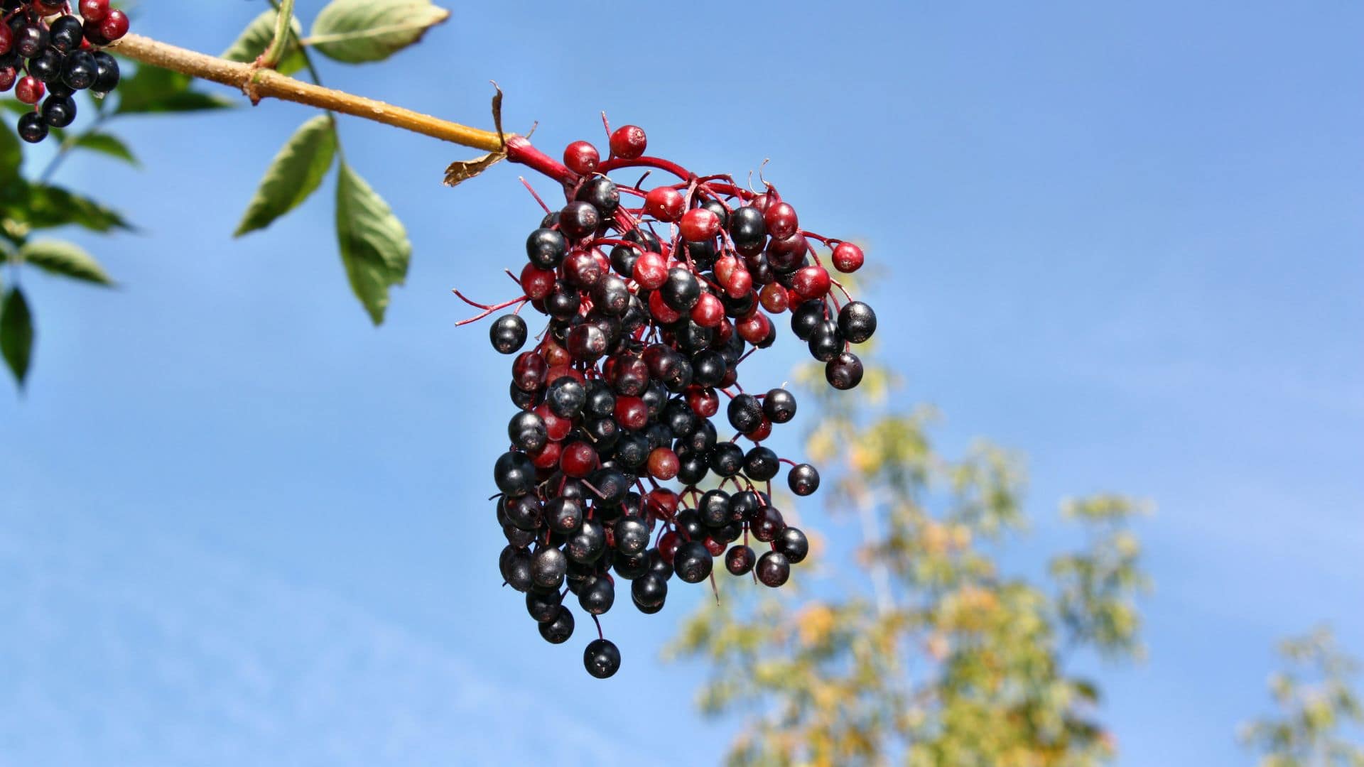 Bulletproofing Your Immune Health with Elderberries