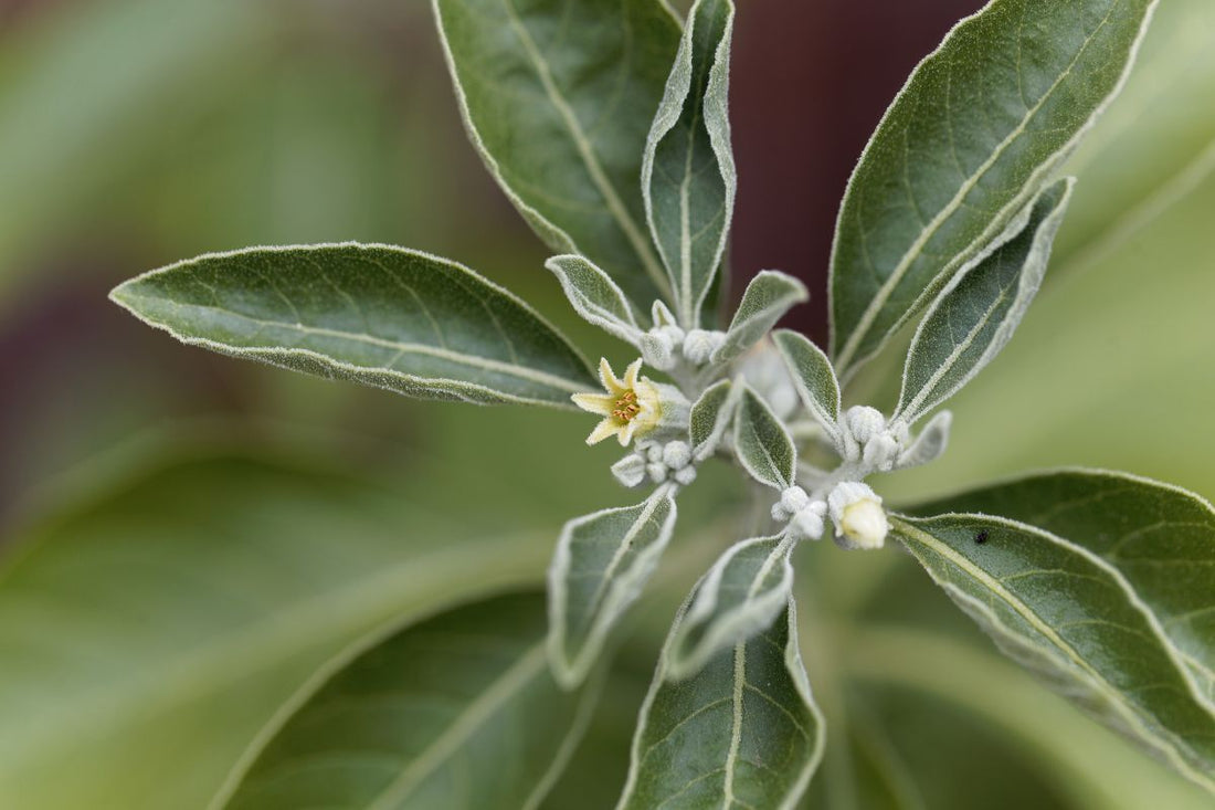 Adaptogenic Benefits of Ashwagandha