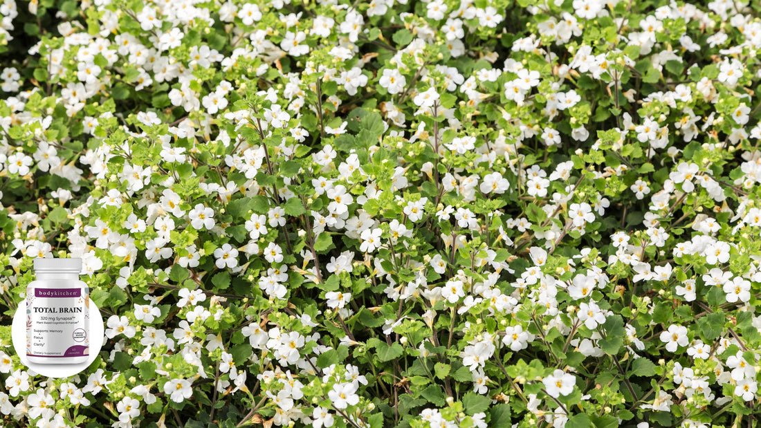 What Are the Benefits of Bacopa Monnieri?