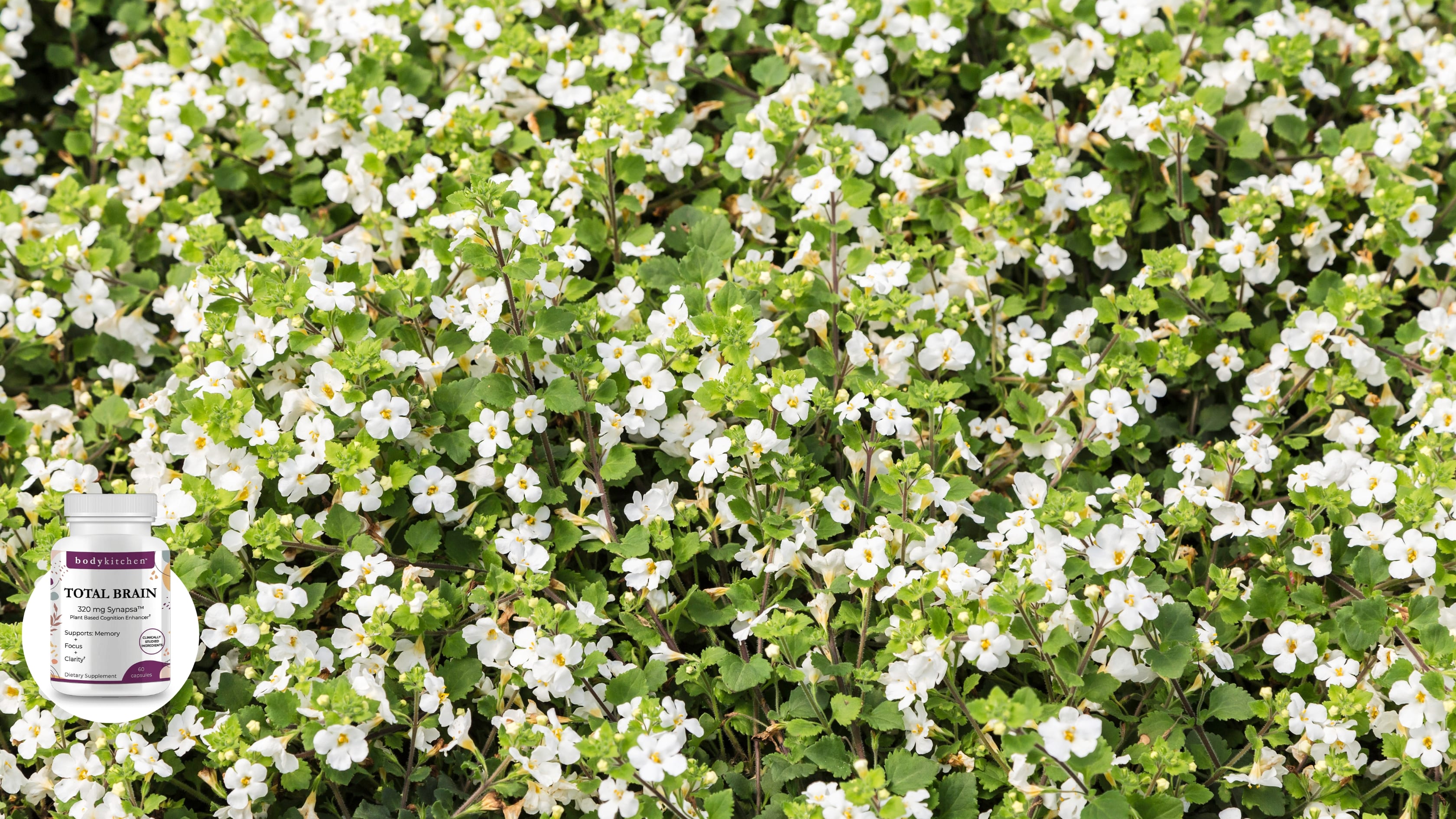 What Are the Benefits of Bacopa Monnieri?