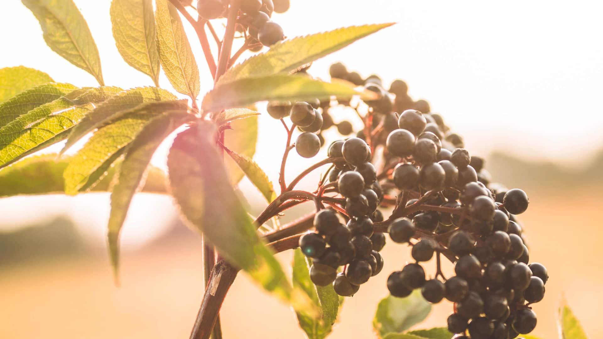 Now is The Time to Fortify Your Immune Health