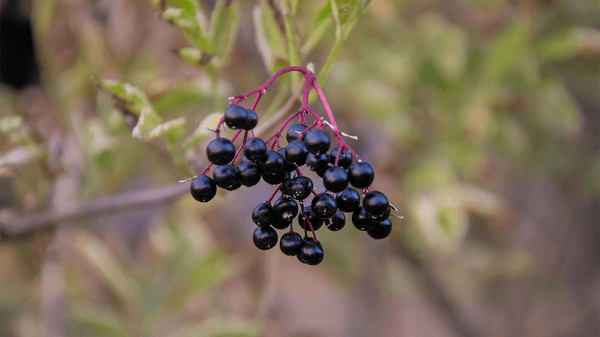What Is Elderberry