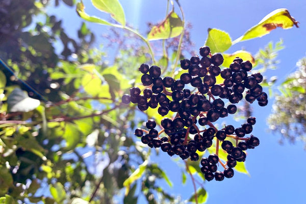 Immune System Booster Supplements