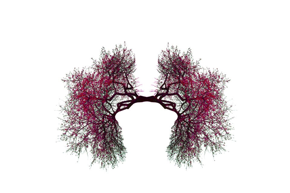 NAC and Lung Health