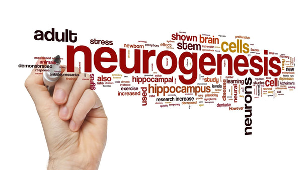 WHAT IS NEUROGENESIS