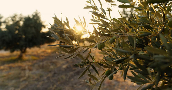 Olive Leaf Extract Benefits: Antioxidant and Anti-inflammatory Properties