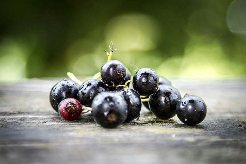 Black Currant