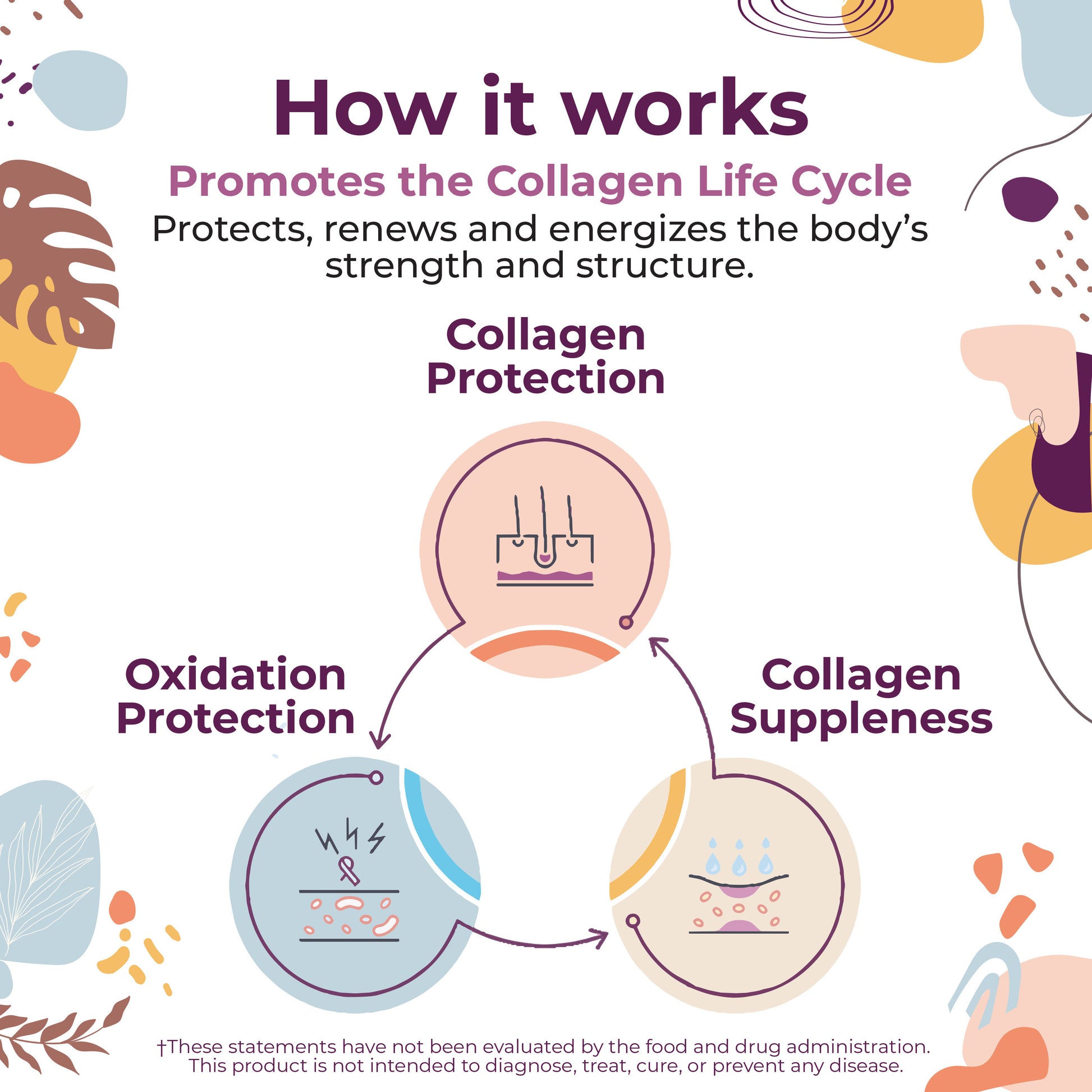 Diagram explaining the collagen life cycle with text and icons on a white background.